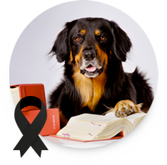Steuererstattungssuchhund Düsseldorf Steuererstattungssuchhund Düsseldorf